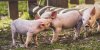 New Research: Chiropractic Improves Speed to Harvest & Feed Efficiency in Pigs