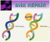 Proving Chiropractic on the DNA Level - 2 Proving Chiropractic on the DNA Level - 2