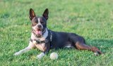 New Research on Dogs & Chiropractic New Research on Dogs & Chiropractic
