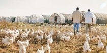 Transforming Broiler Chickens' Health and Palatability: Unlocking the Potential of Chiropractic Care