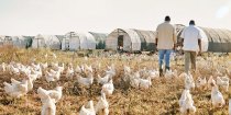 Transforming Broiler Chickens' Health and Palatability: Unlocking the Potential of Chiropractic Care Transforming Broiler Chickens' Health and Palatability: Unlocking the Potential of Chiropractic Care