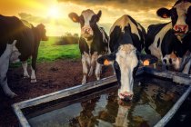 Chiropractic: Enhancing Livestock Health and Efficiency for a Sustainable Future